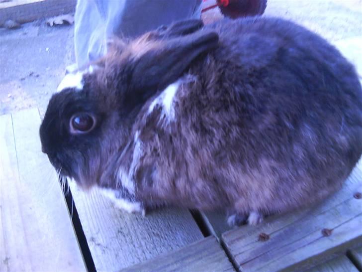 Kanin pjuske solgt billede 6