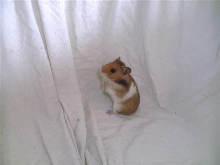 Hamster Bandit *R.I.P.* - Øh? Hvad sker der her? ;) billede 5