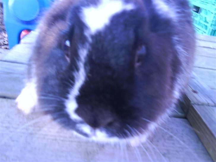 Kanin pjuske solgt billede 7