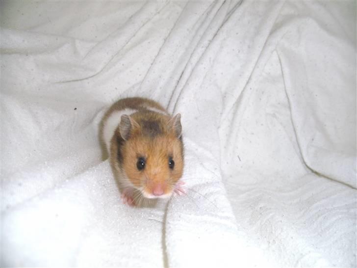 Hamster Bandit *R.I.P.* - Waaah tager du mig snart op her fra? billede 6