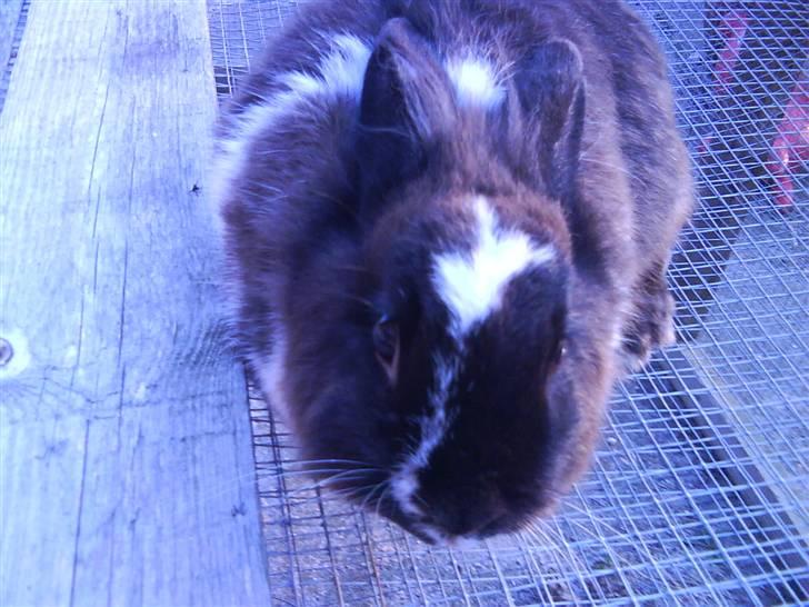 Kanin pjuske solgt billede 8