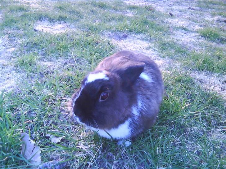 Kanin pjuske solgt billede 9