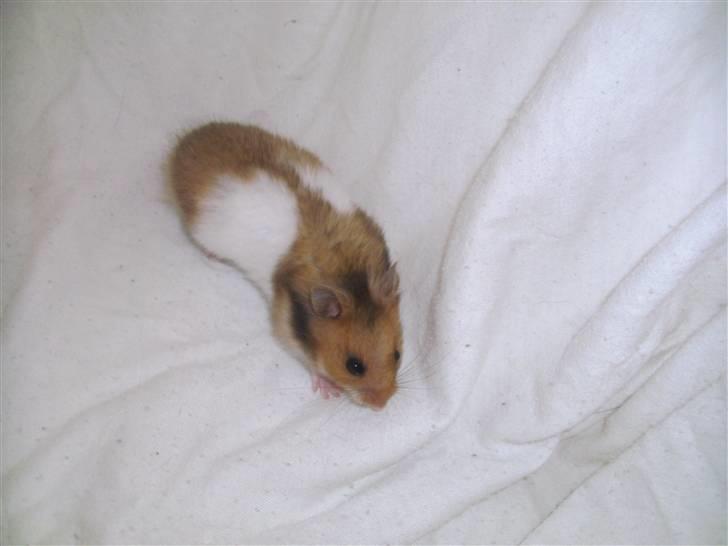 Hamster Bandit *R.I.P.* - *Snif snif*  Hvor pokker har du sat mig hen? billede 7