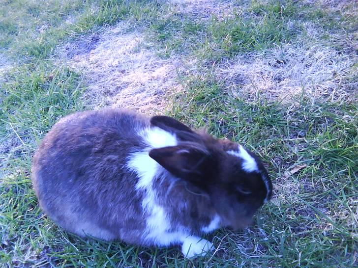 Kanin pjuske solgt billede 10