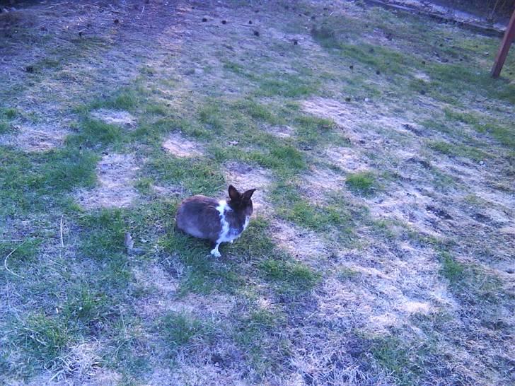 Kanin pjuske solgt billede 11