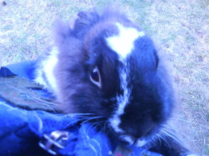 Kanin pjuske solgt billede 12