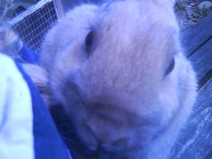 Kanin chilie solgt billede 1