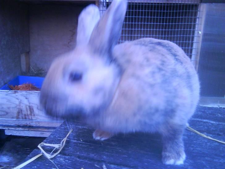 Kanin chilie solgt billede 2