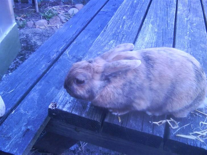 Kanin chilie solgt billede 3