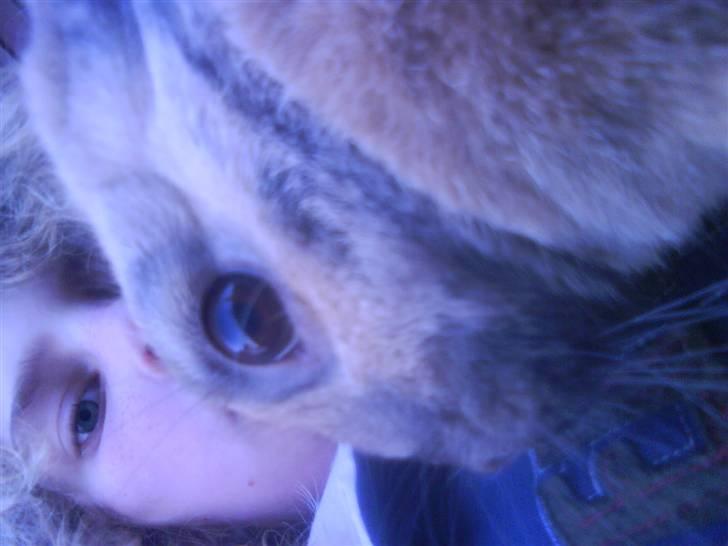 Kanin chilie solgt billede 4