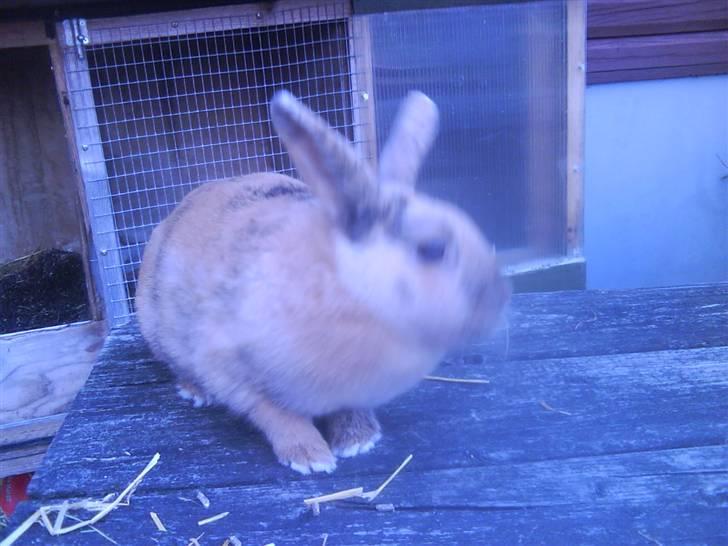 Kanin chilie solgt billede 5