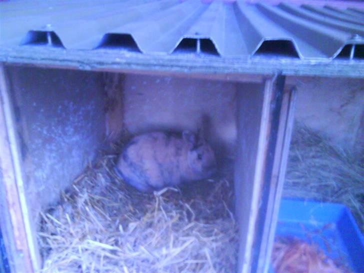 Kanin chilie solgt billede 6