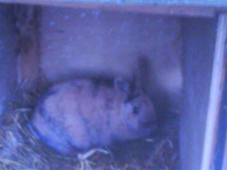 Kanin chilie solgt billede 7