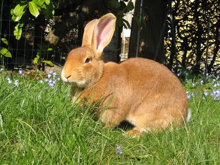Kanin Smartii billede 1