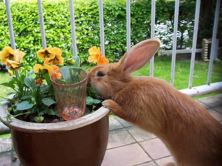 Kanin Smartii - Smartii med sin 1. plads fra klubbernes dag  billede 2