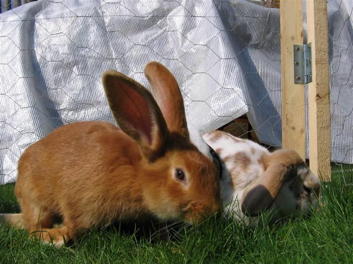 Kanin Smartii - Smartii og Pusser i haven  billede 3