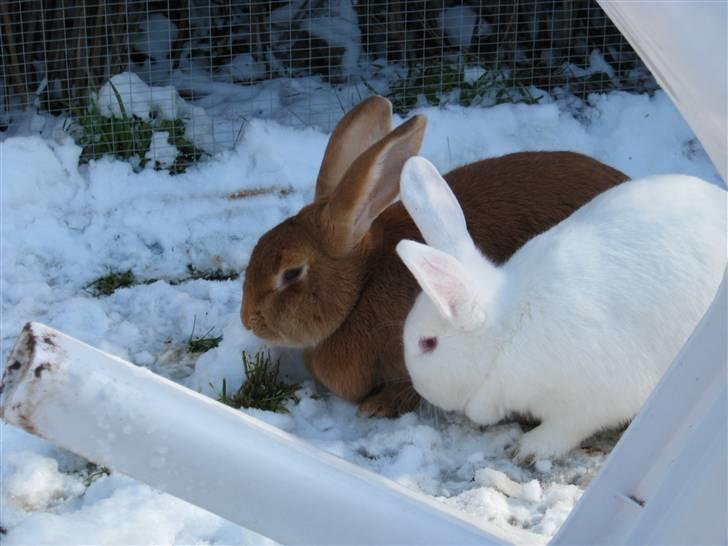 Kanin Smartii - Smartii og Mira i sneen  billede 4