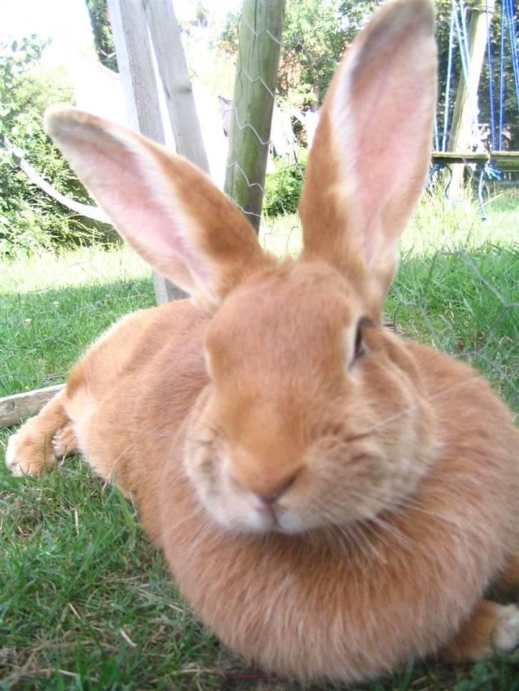 Kanin Smartii billede 5