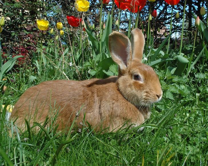 Kanin Smartii billede 6