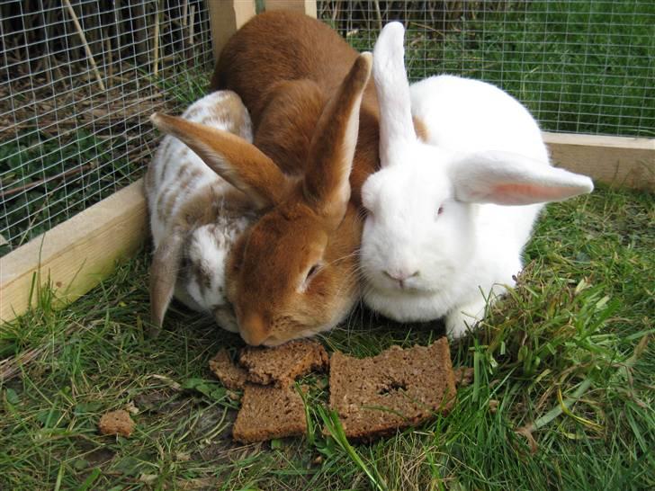 Kanin Smartii billede 7