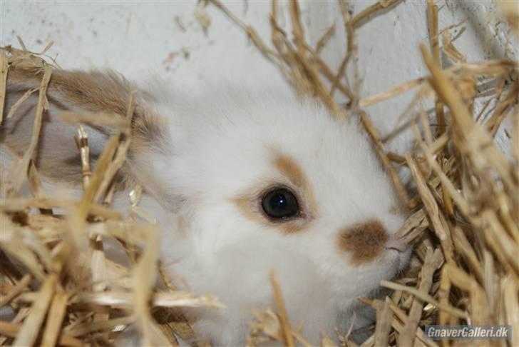 Kanin ARNE !(-; desværre DØD ;( billede 1