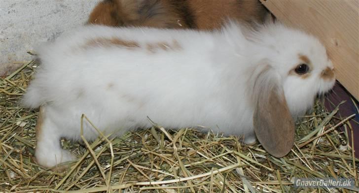 Kanin ARNE !(-; desværre DØD ;( billede 2