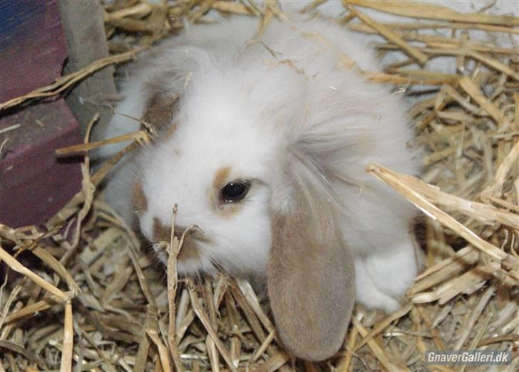 Kanin ARNE !(-; desværre DØD ;( billede 3