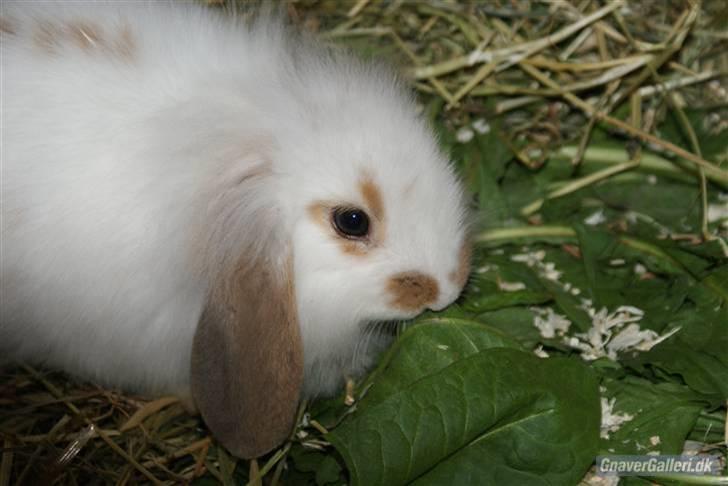 Kanin ARNE !(-; desværre DØD ;( billede 4