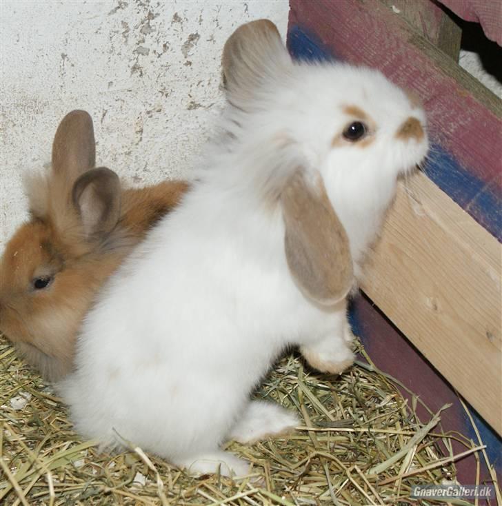 Kanin ARNE !(-; desværre DØD ;( billede 5