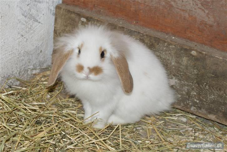 Kanin ARNE !(-; desværre DØD ;( billede 6