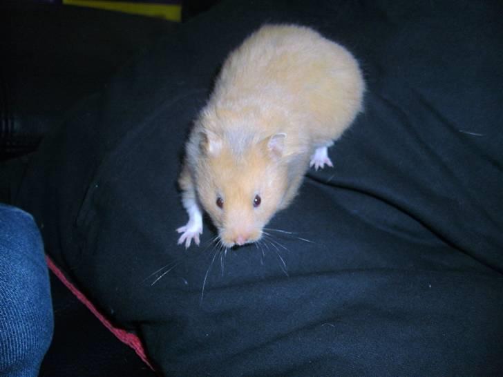 Hamster Lykkes Gurlie *R.I.P* <3 - Min skønne Gulie påvej på eventyr ;) billede 2