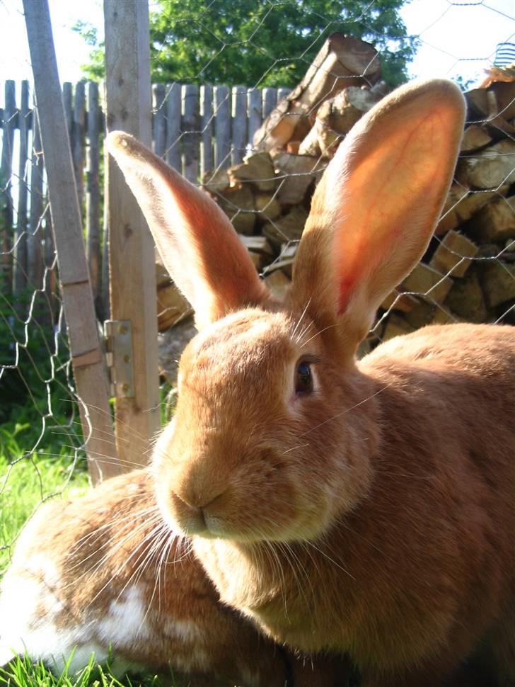 Kanin Smartii billede 8