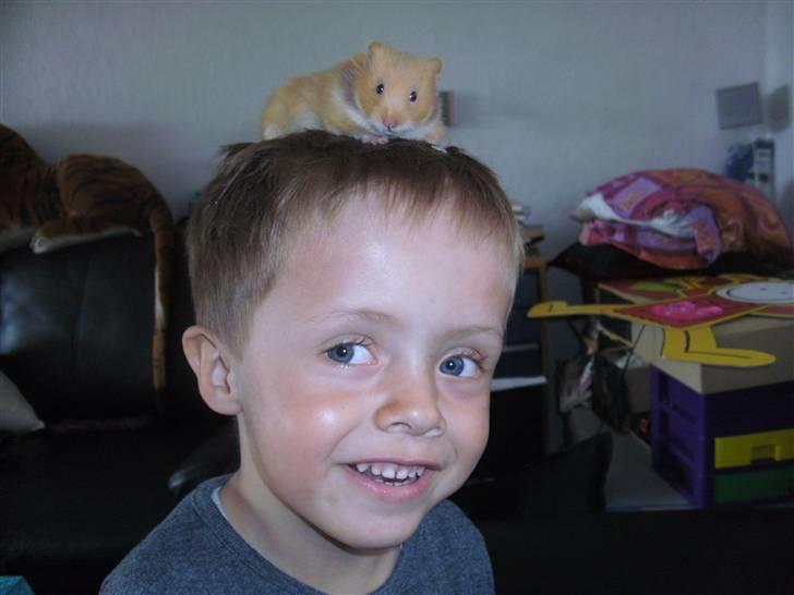 Hamster Lykkes Gurlie *R.I.P* <3 - David du har et dyr i håret? *grinende" Jaerh Mor, det er altså bare Gurlie" billede 3