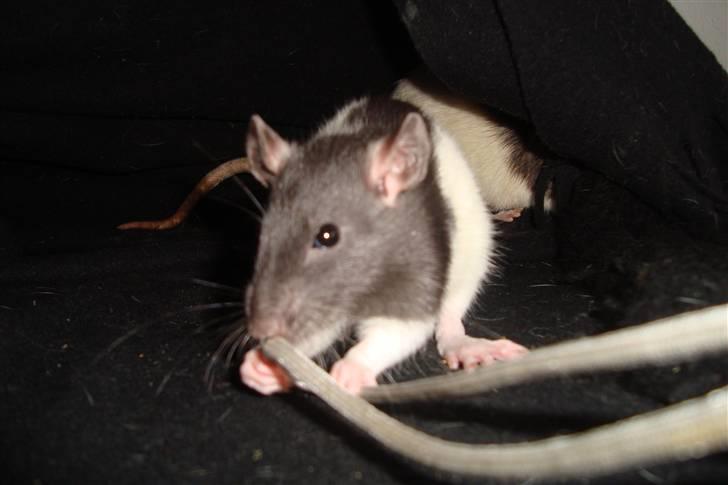 Tamrotte Sylvester billede 1