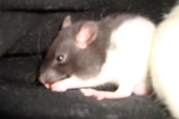 Tamrotte Sylvester billede 2