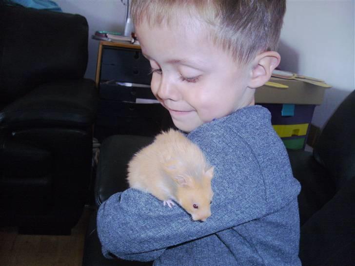 Hamster Lykkes Gurlie *R.I.P* <3 - Min søn hygger med Gurlie, eller også er det hende der hygger med ham? ... Nok dem begge der hygger med hinanden :D billede 4