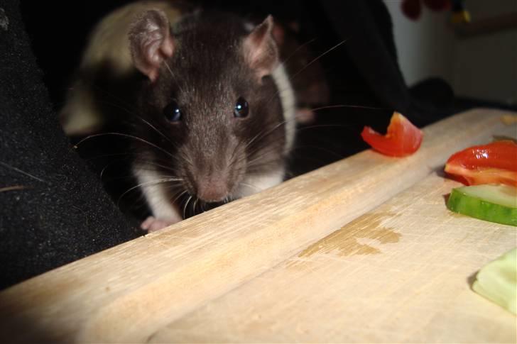 Tamrotte Sylvester billede 3