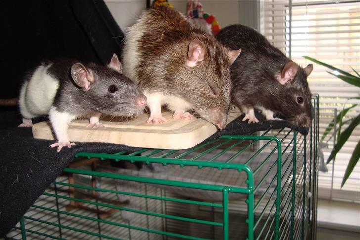 Tamrotte Sylvester billede 4