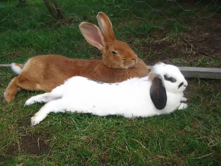 Kanin Smartii billede 9