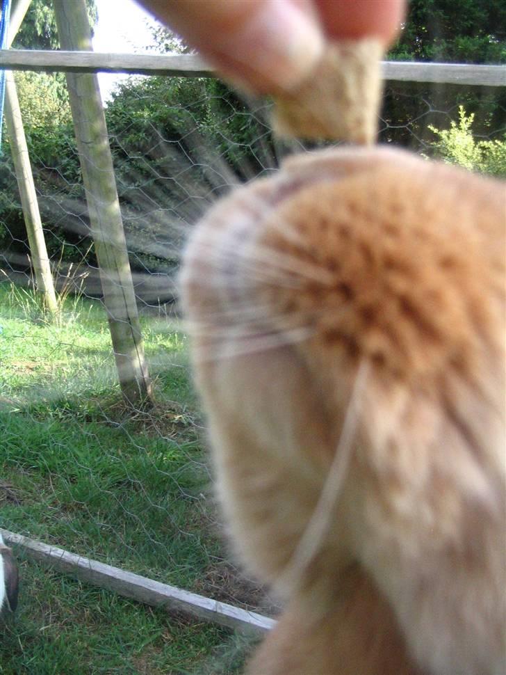 Kanin Smartii billede 10