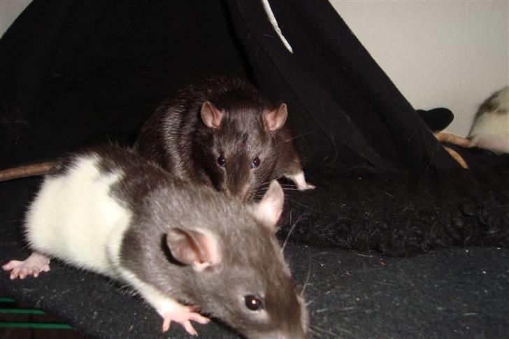 Tamrotte Sylvester billede 5
