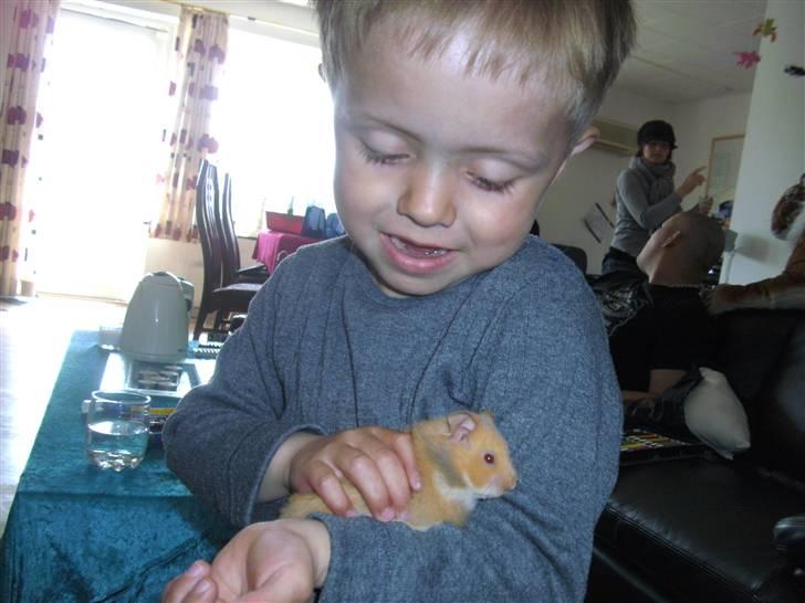 Hamster Lykkes Gurlie *R.I.P* <3 - Gurlie ogmin søn billede 5