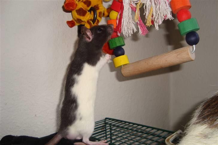 Tamrotte Sylvester billede 6