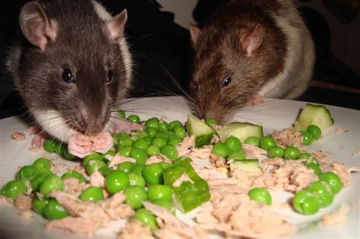 Tamrotte Sylvester billede 7