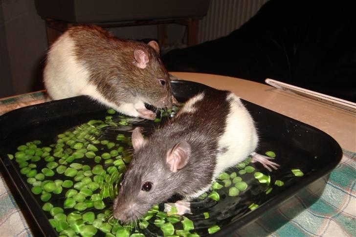 Tamrotte Sylvester billede 8