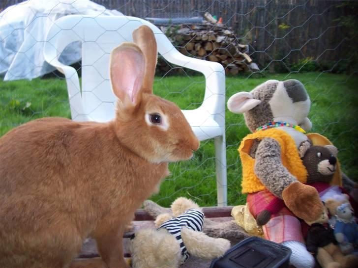 Kanin Smartii billede 11