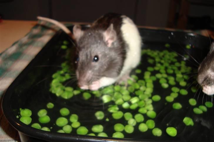 Tamrotte Sylvester billede 9