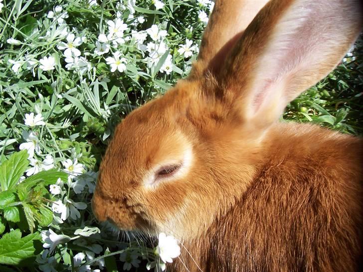 Kanin Smartii billede 12