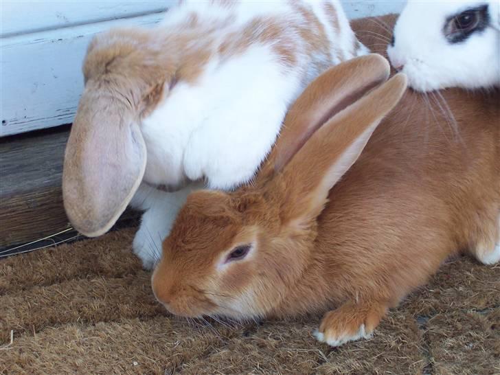 Kanin Smartii - Nuttede baby Smartii  billede 13