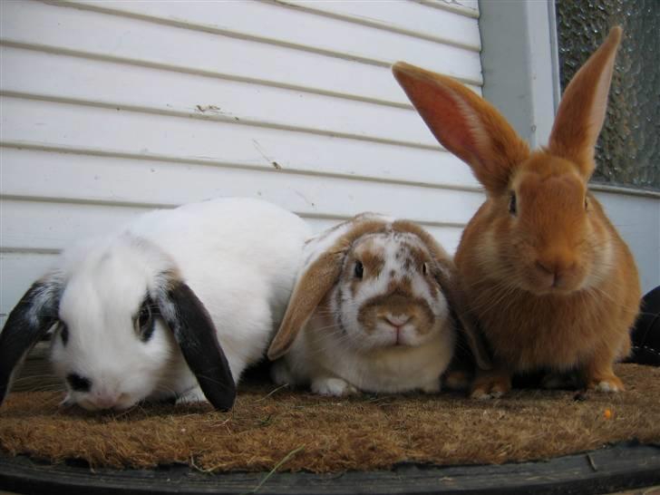 Kanin Smartii billede 14